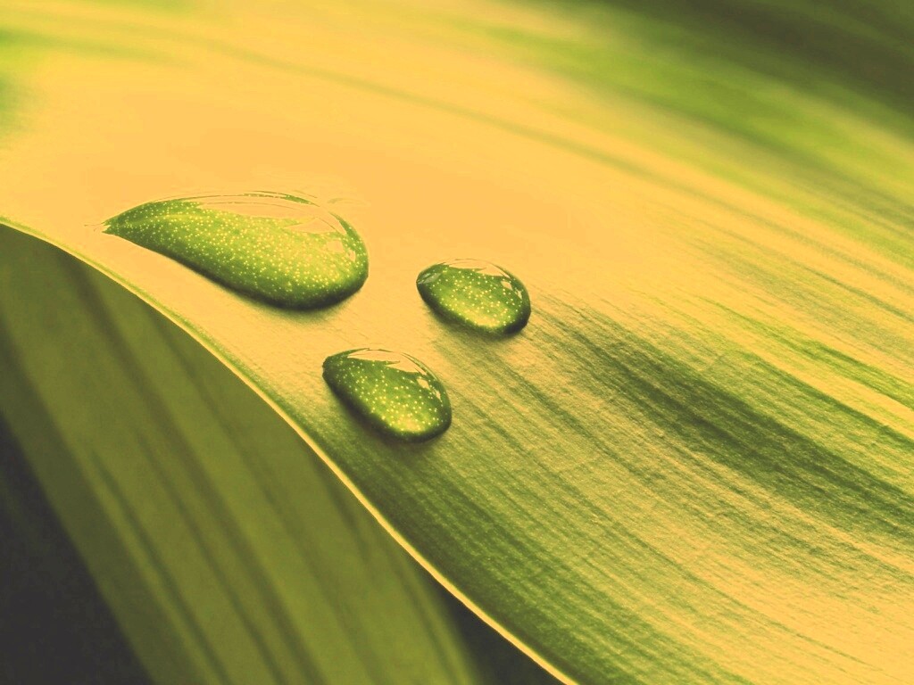 Капли на зеленом листе обои