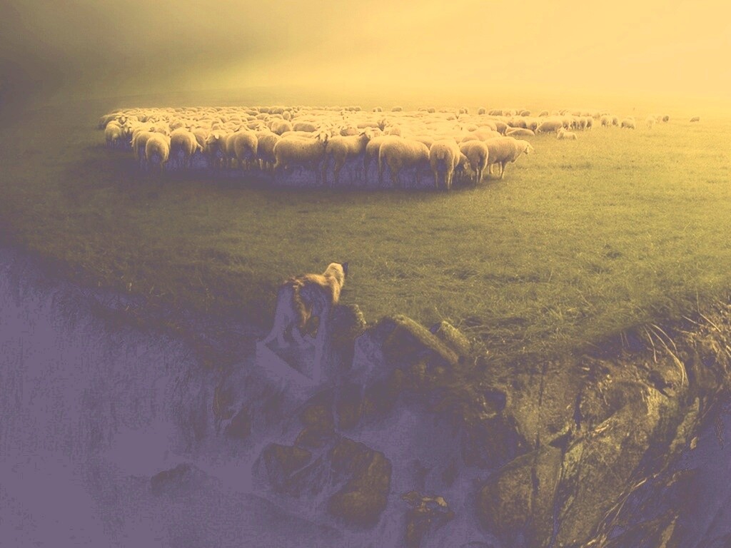 Волк и овцы обои