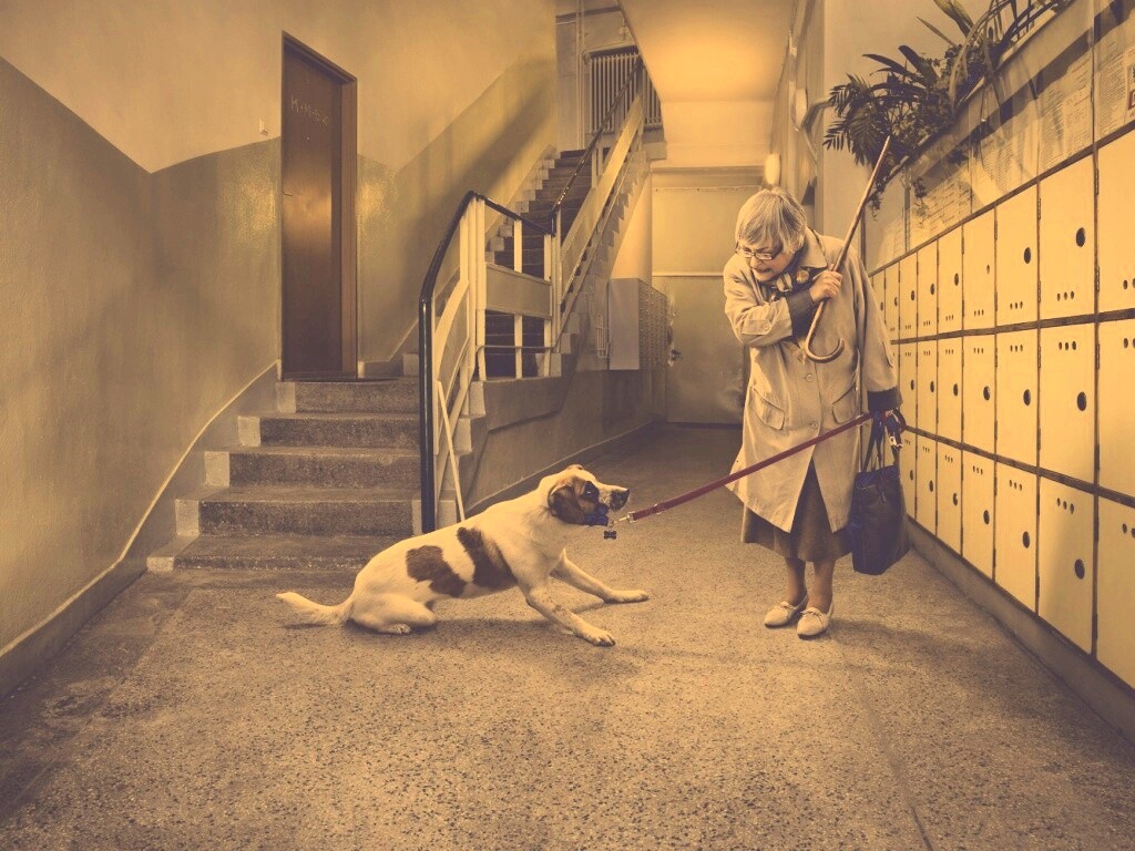 Непослушная собака обои