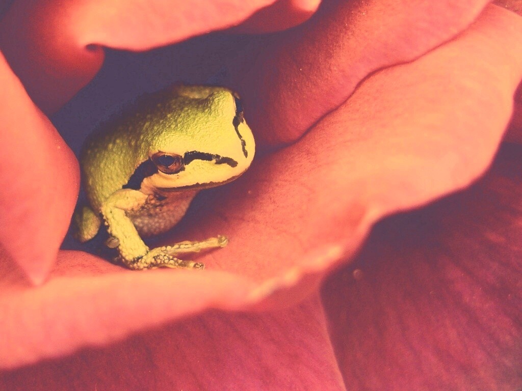 Куда это ты смотришь? обои