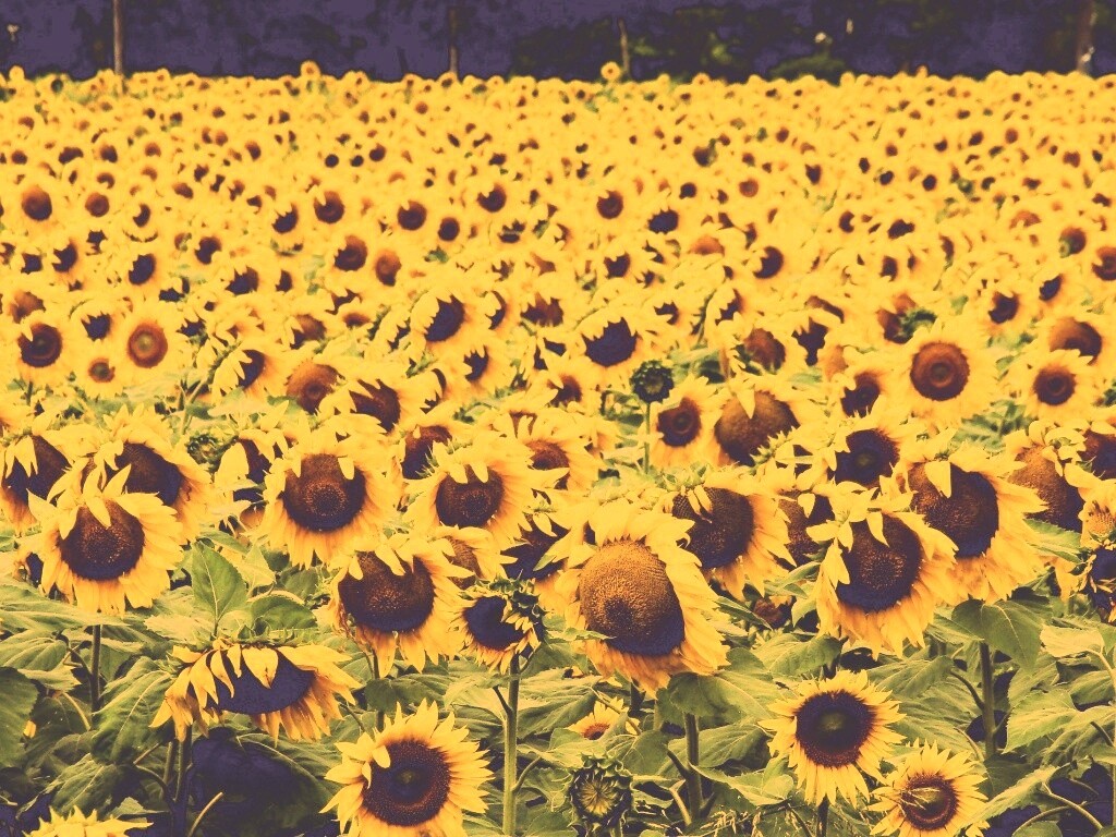Поле подсолнухов обои