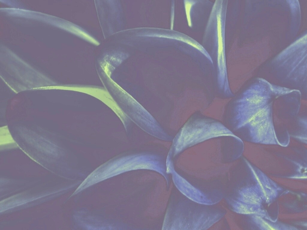 Лепестки обои