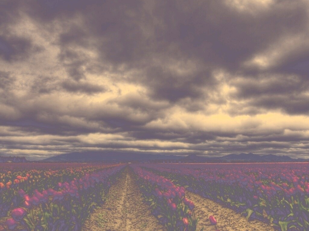 Цветочное поле под грозовым небом обои