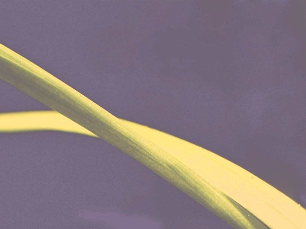 Зелень обои