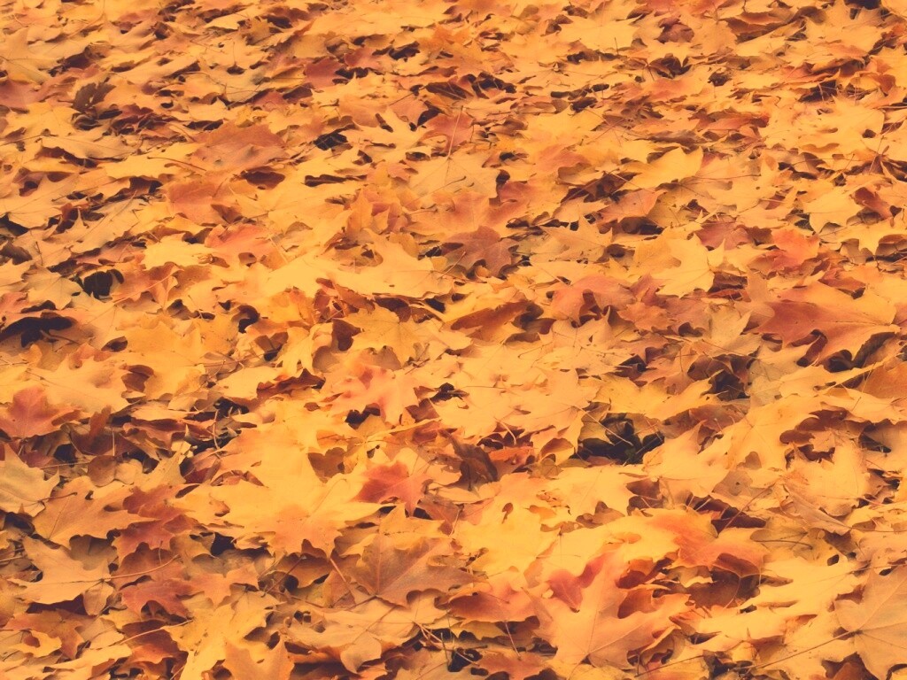 Листья клена обои