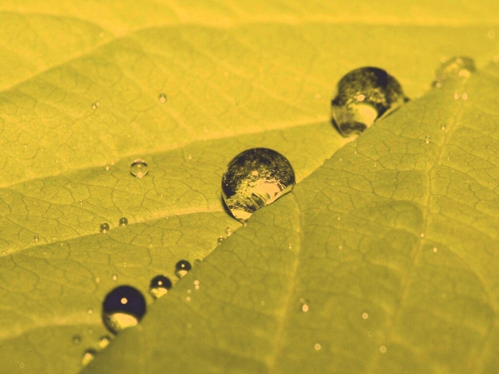 Капли на листе обои