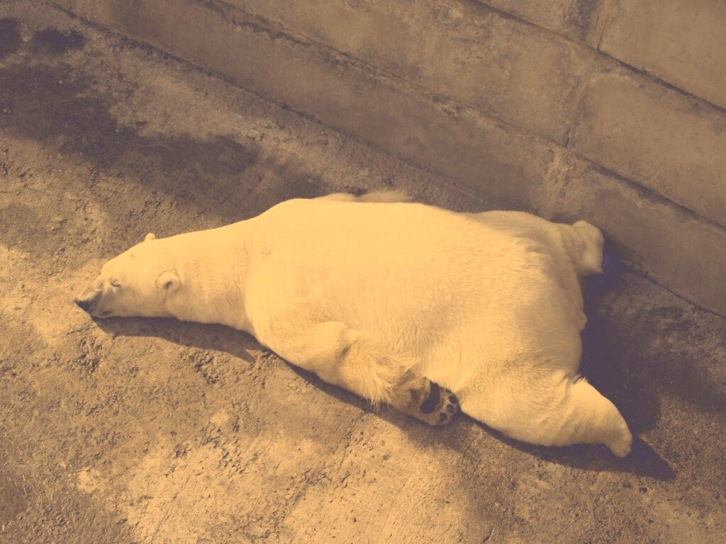 Мы можем их спасти обои