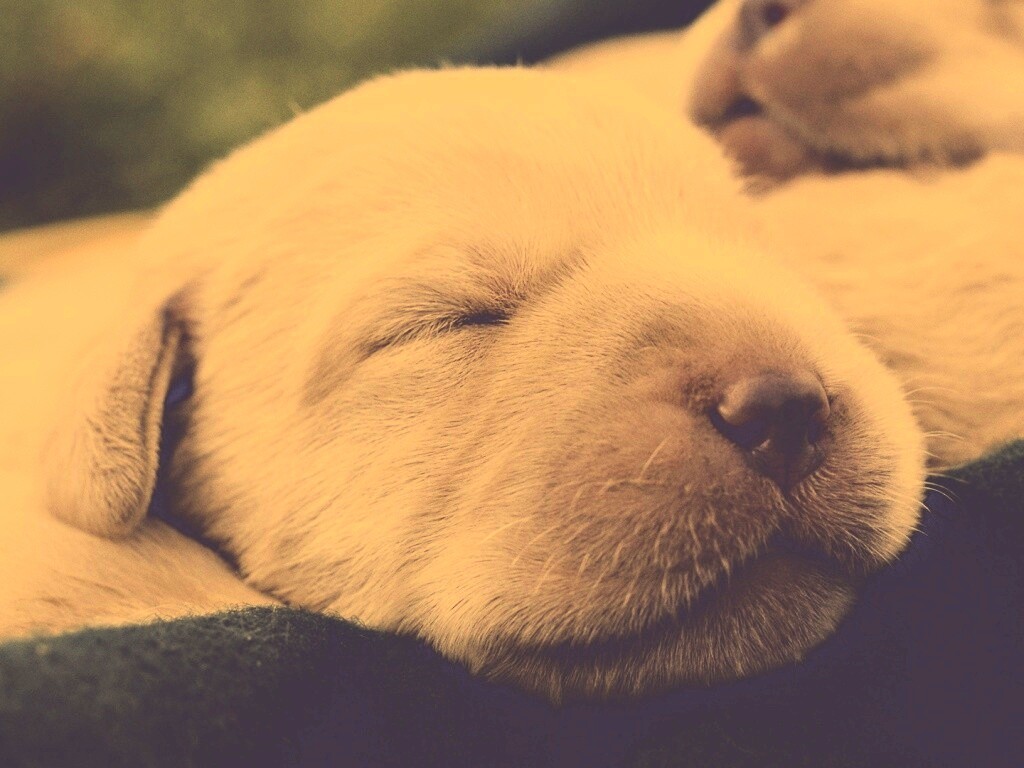 Мордочки симпатичных щенков обои