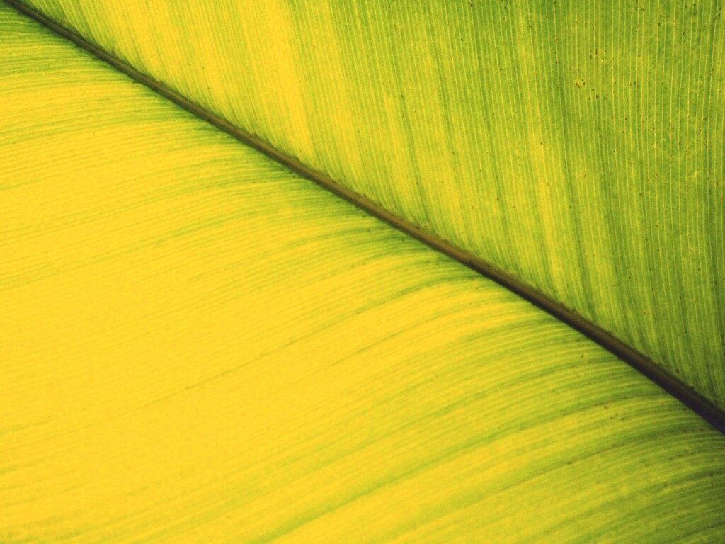 Зеленый лист обои