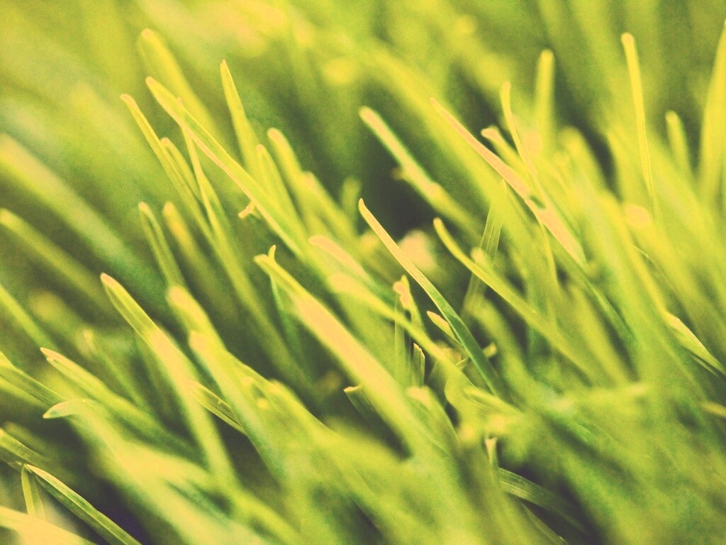 Зеленая свежая трава обои