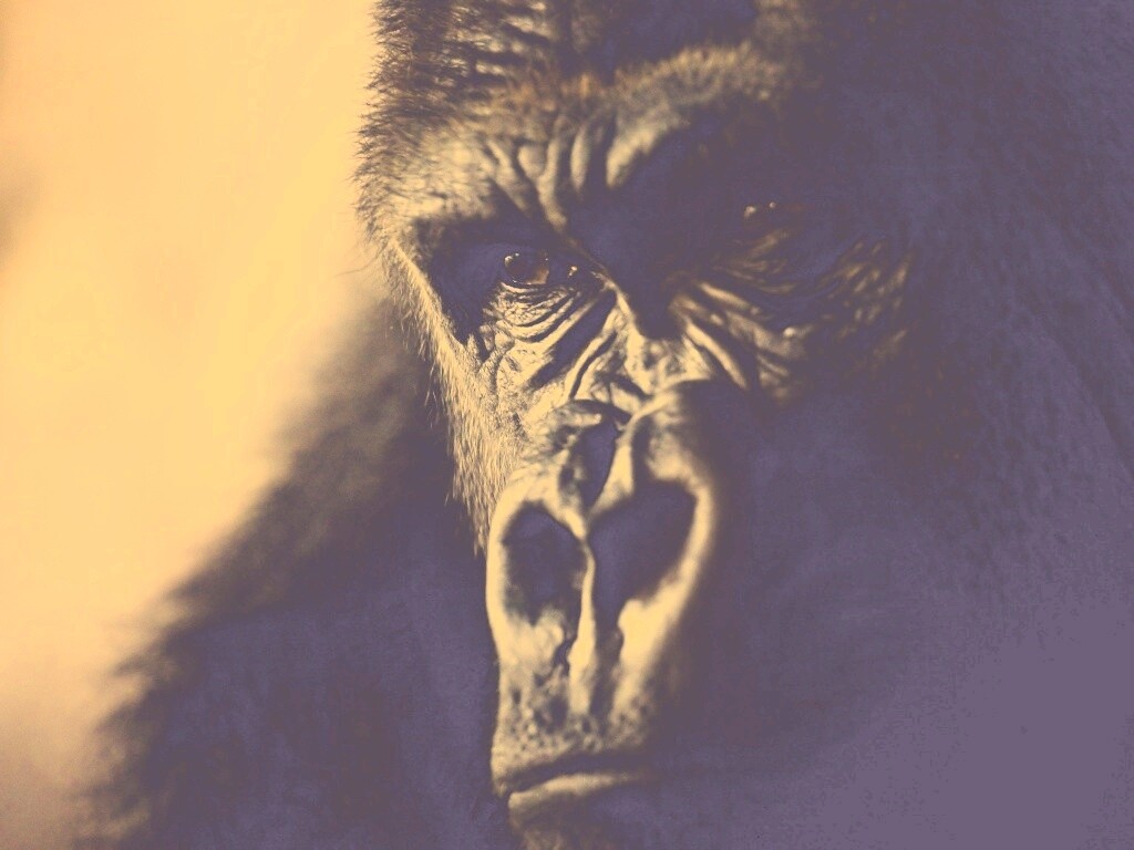 Фото орангутанга обои