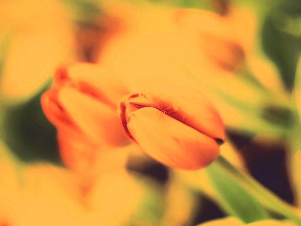 Красивый тюльпан обои