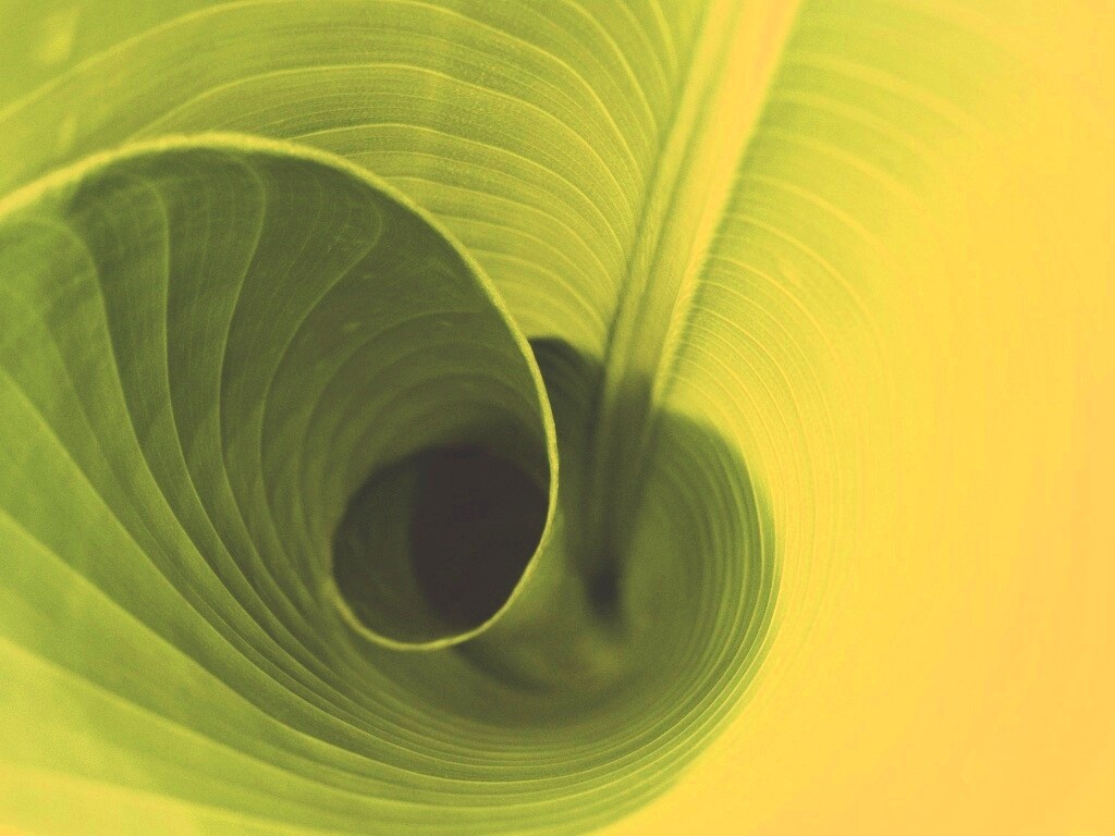 Зеленый лист трубочкой обои