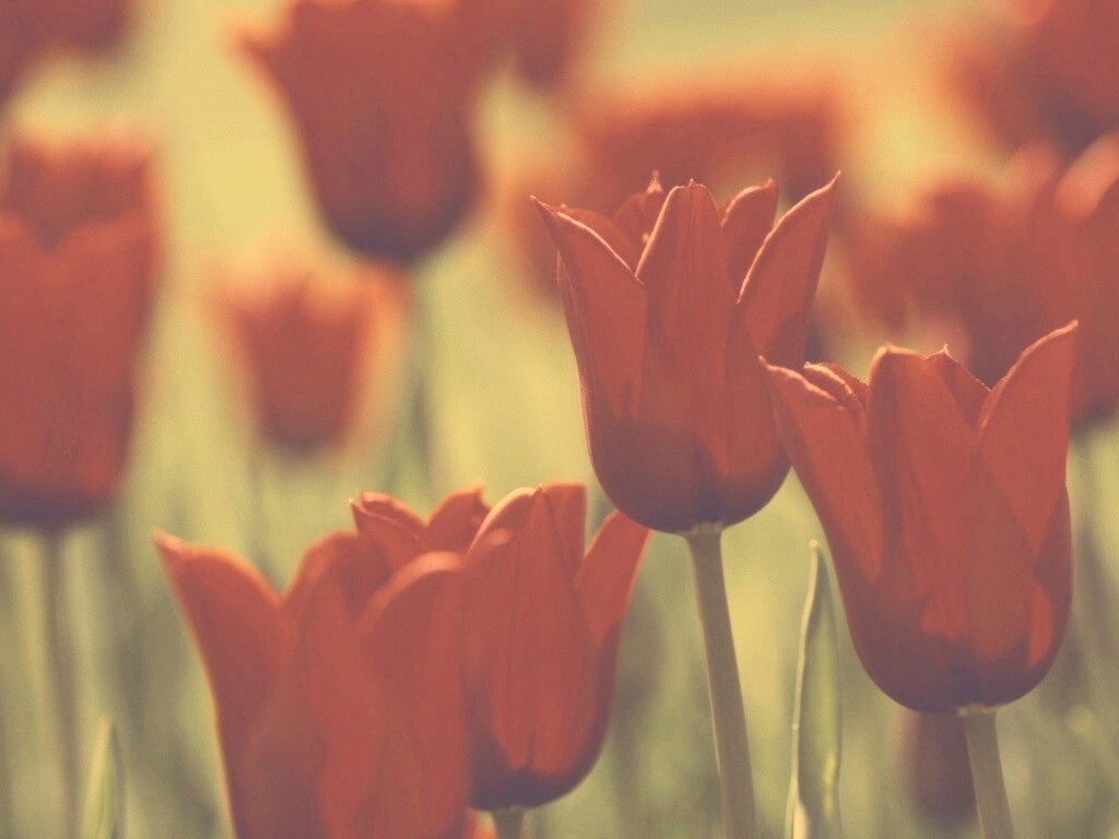 Красные цветы обои