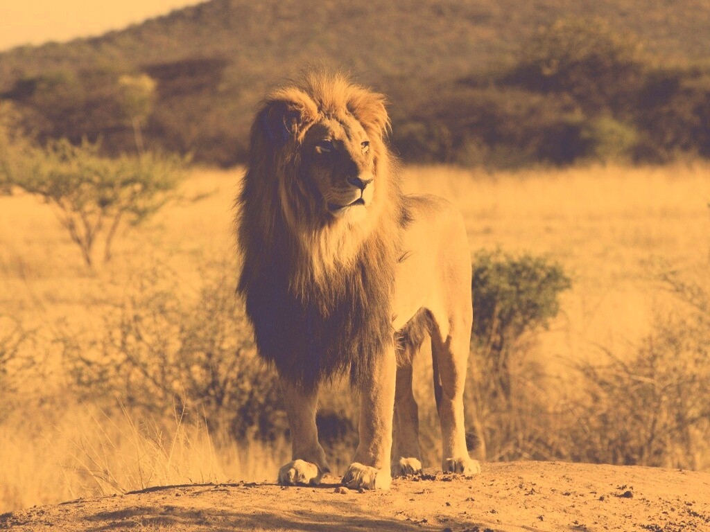 Царь зверей обои