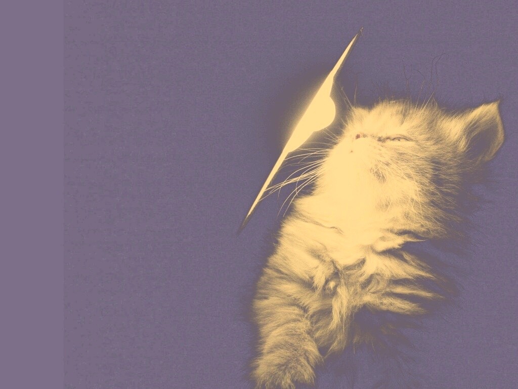 Котя на свету обои