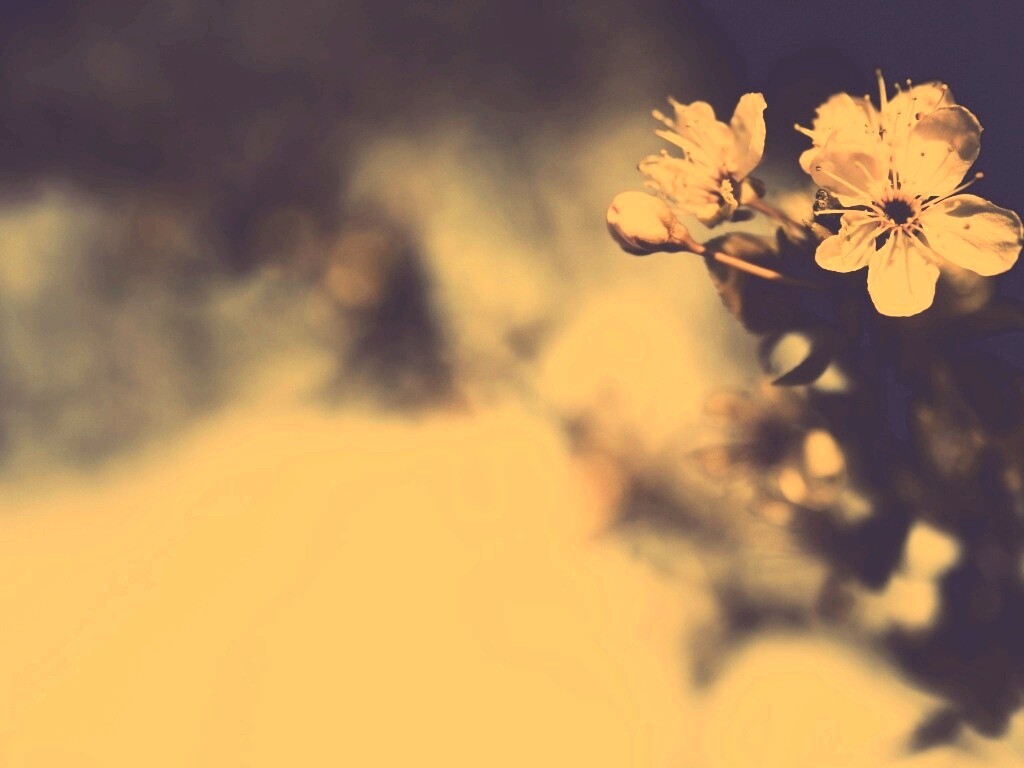 Цветок вишни обои