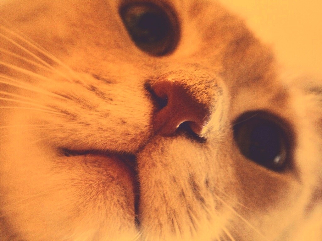 Носопырка обои