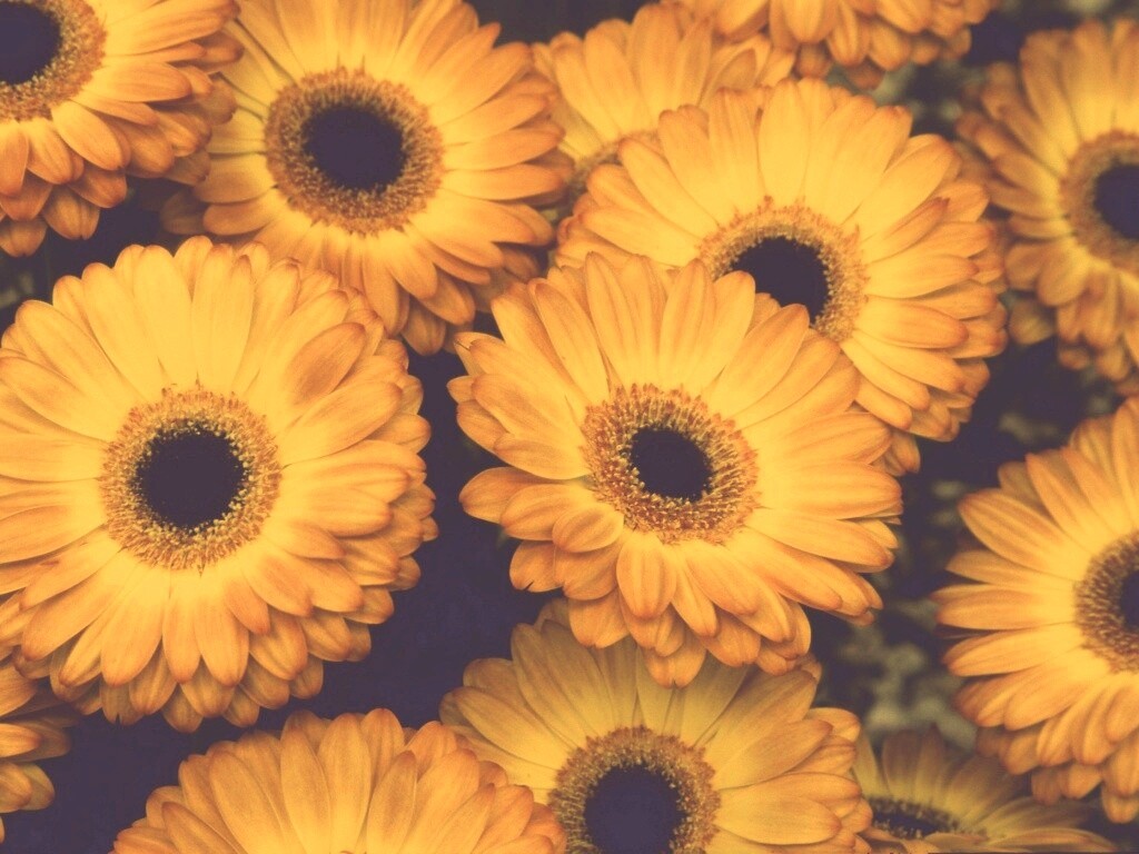 Желтые герберы обои