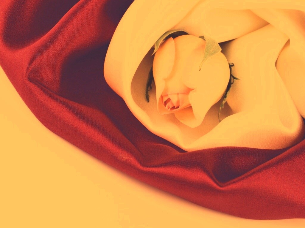 Нераспустившийся цветок розы в шелке обои