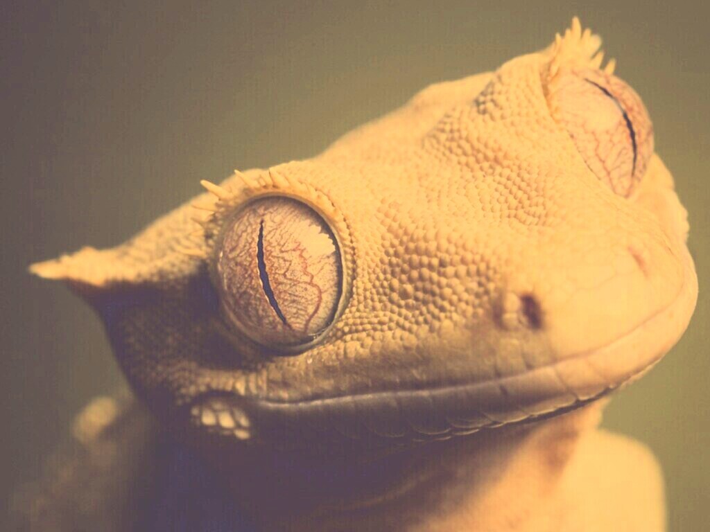 Лягушка обои