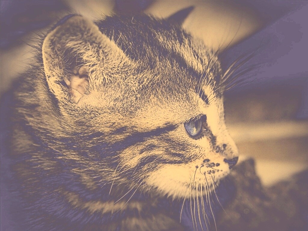 Котенок с голубыми глазами обои