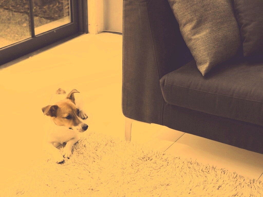 Собака обои