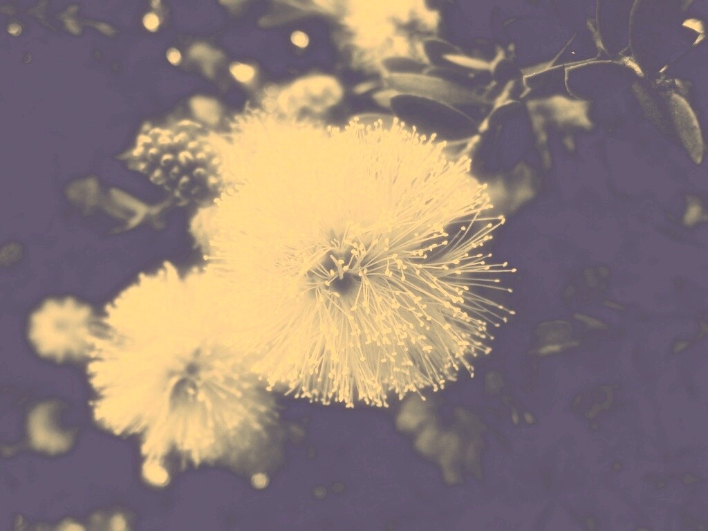 Сказочный цветок обои