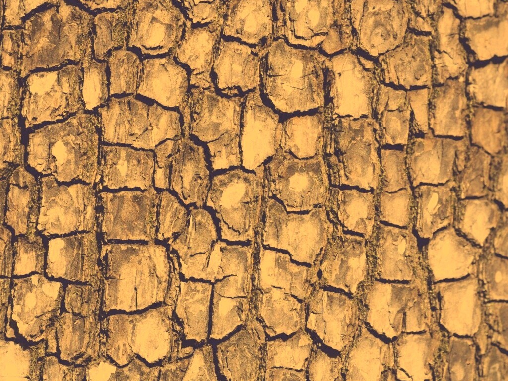 Кора дерева обои