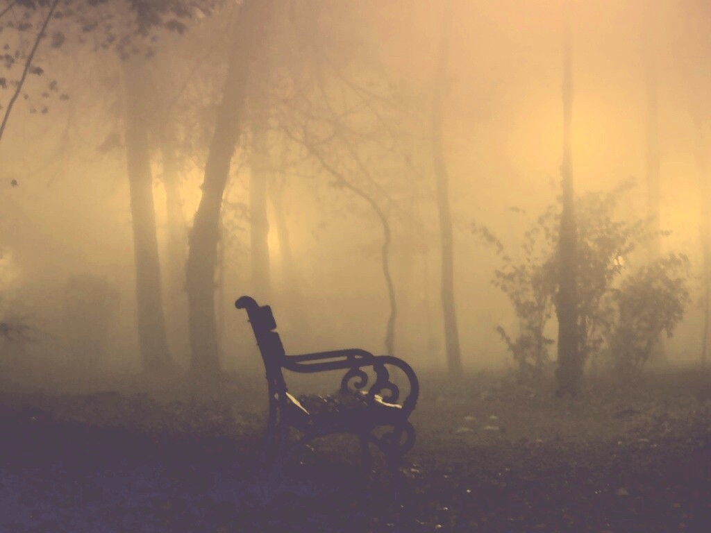 Темный лес обои