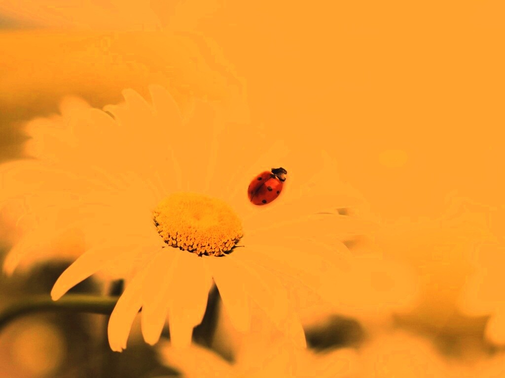 Божья коровка обои
