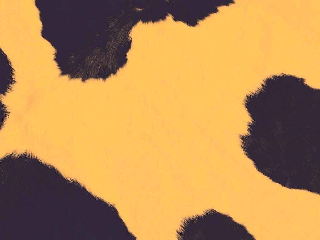 Шкура коровы обои