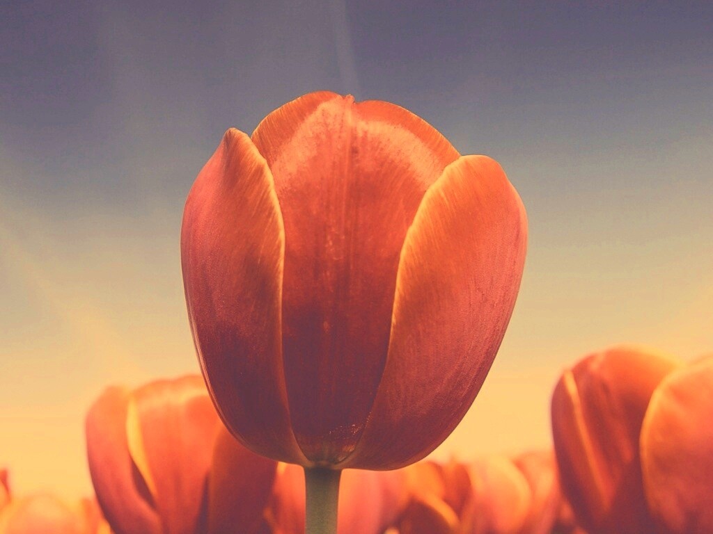 Тюльпан обои