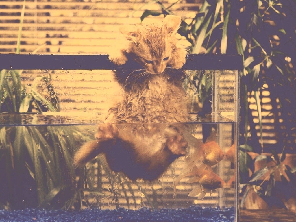 Мокрая киска обои