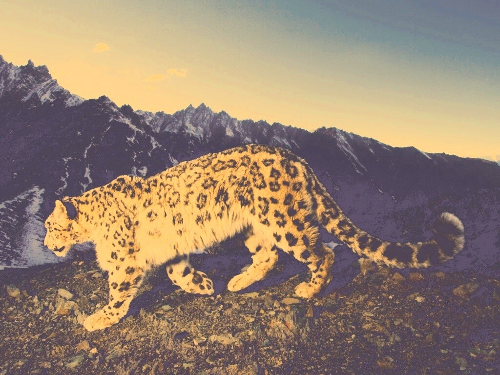 Леопард обои