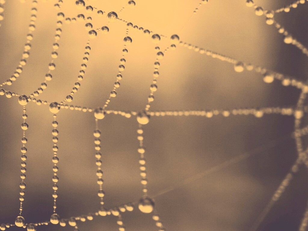 Капли на паутине обои