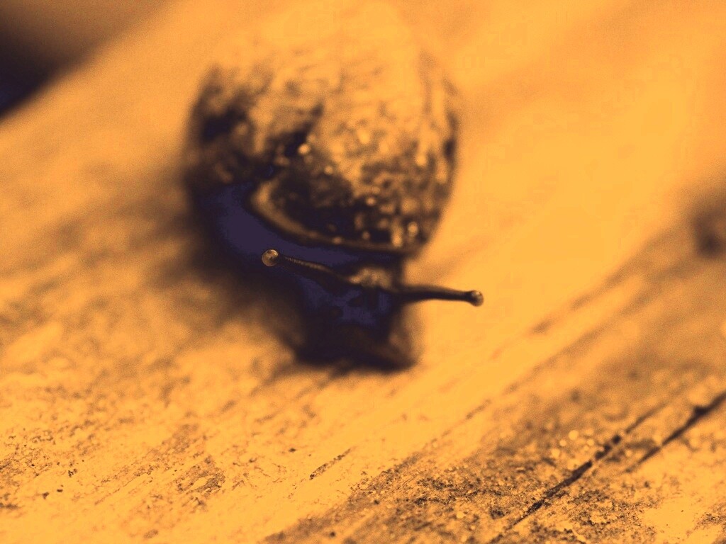 Улитка на ветке обои