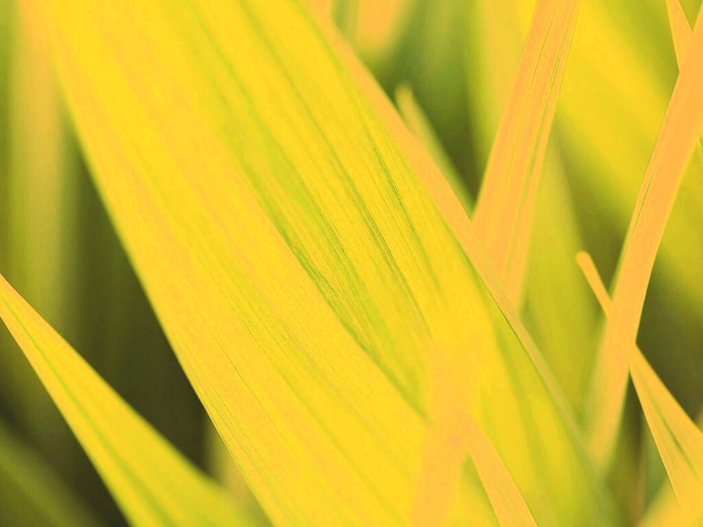 Идеальный кусочек зелени обои