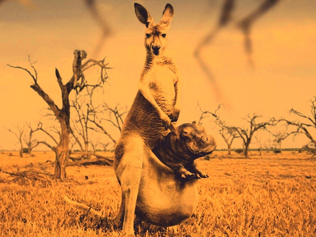 Кенгуру с бегемотом в сумке обои