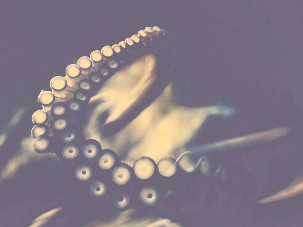 Щупальце обои