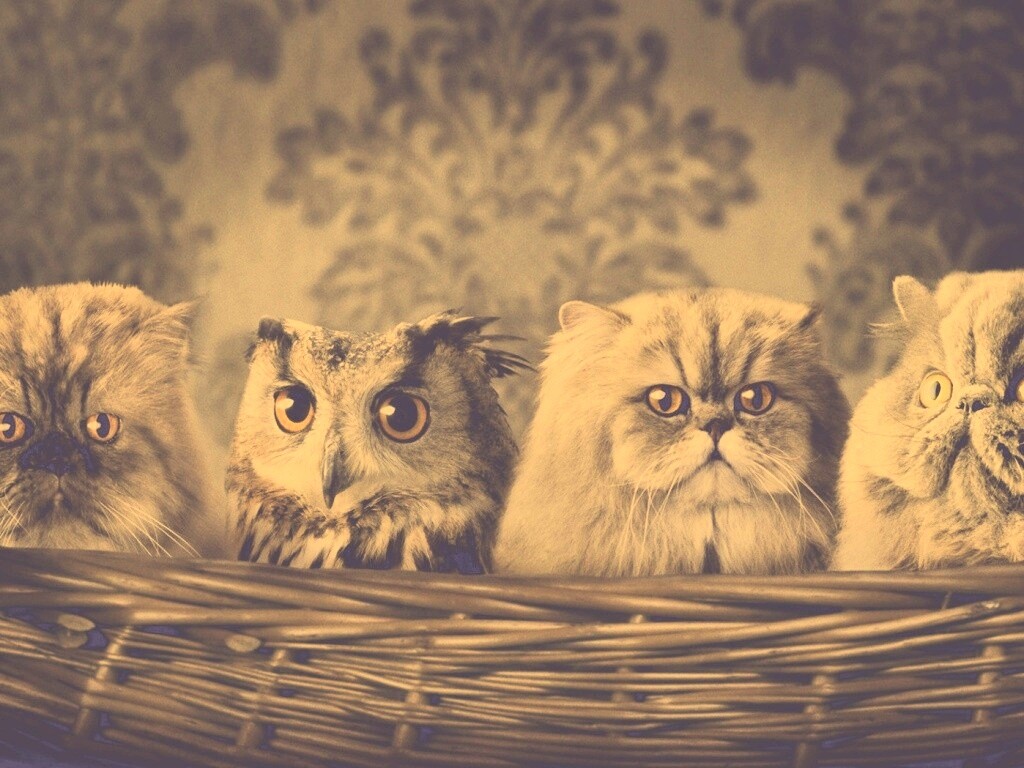 Чужой среди своих обои