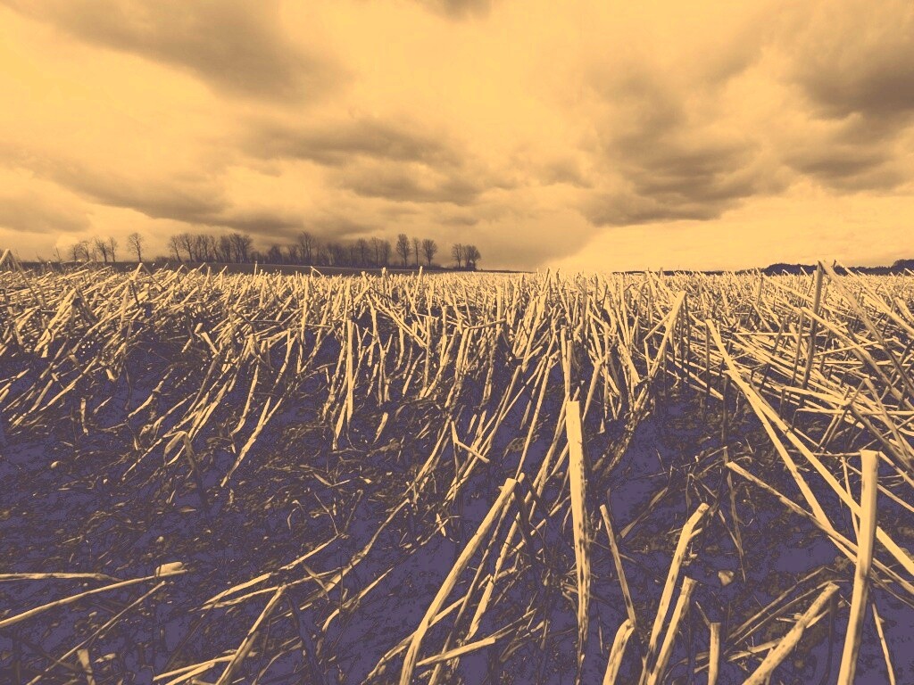 Убранное поле обои