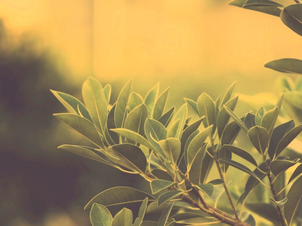 Листья обои