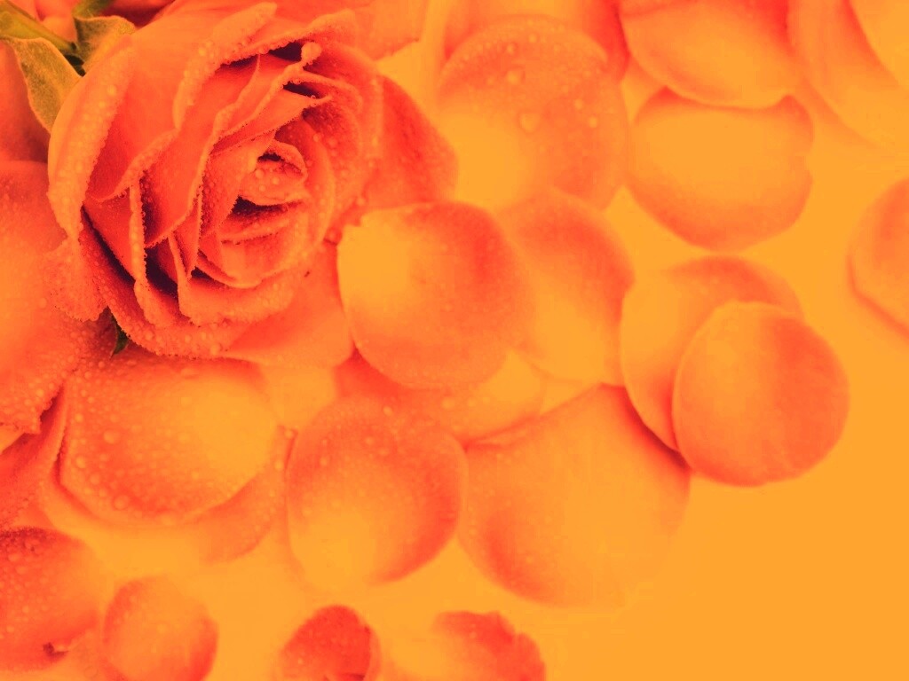 Розовые лепестки  обои