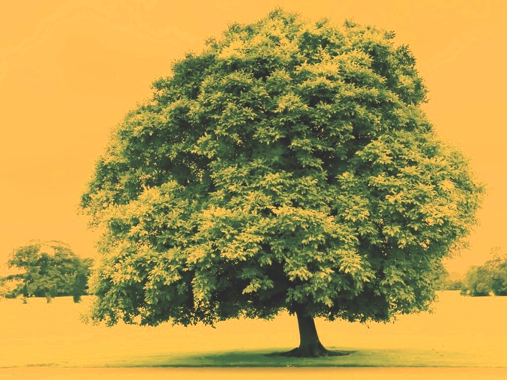 Зеленое ирландское дерево обои