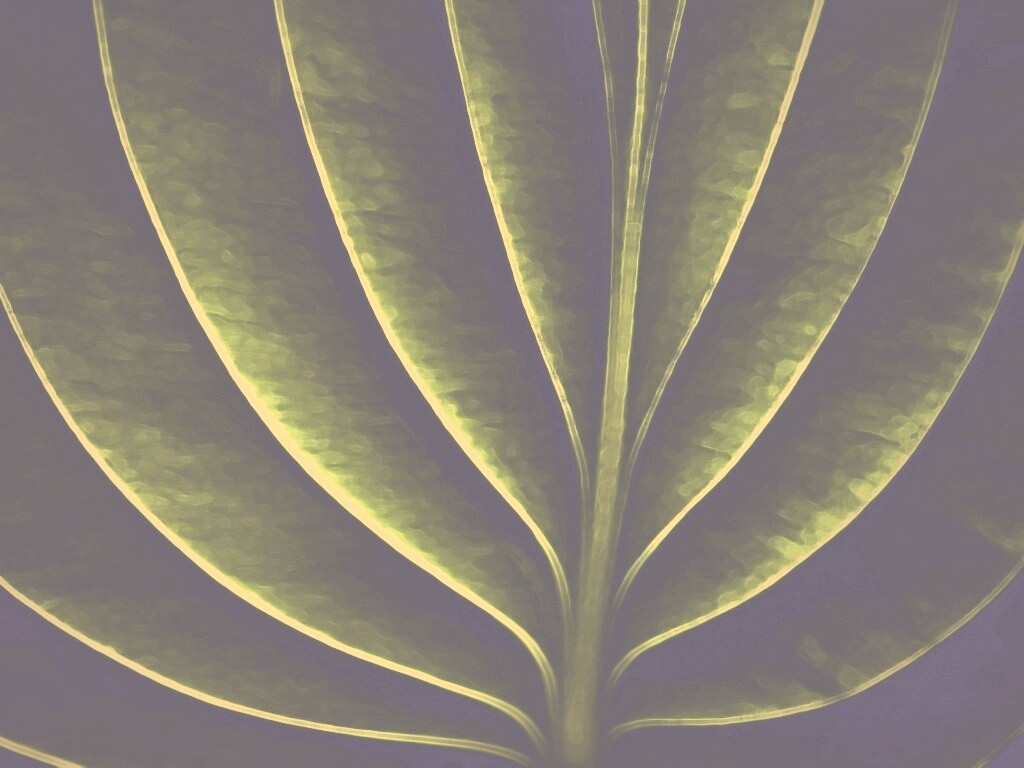 Неоновый лист обои