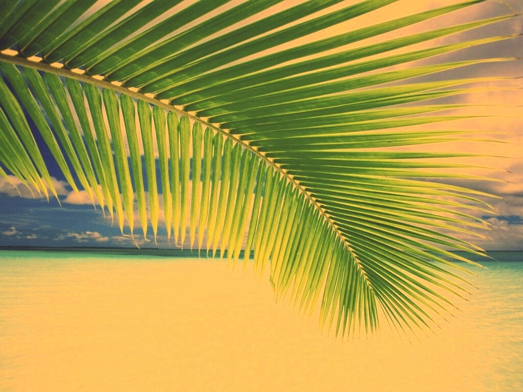 Пальмовый лист обои