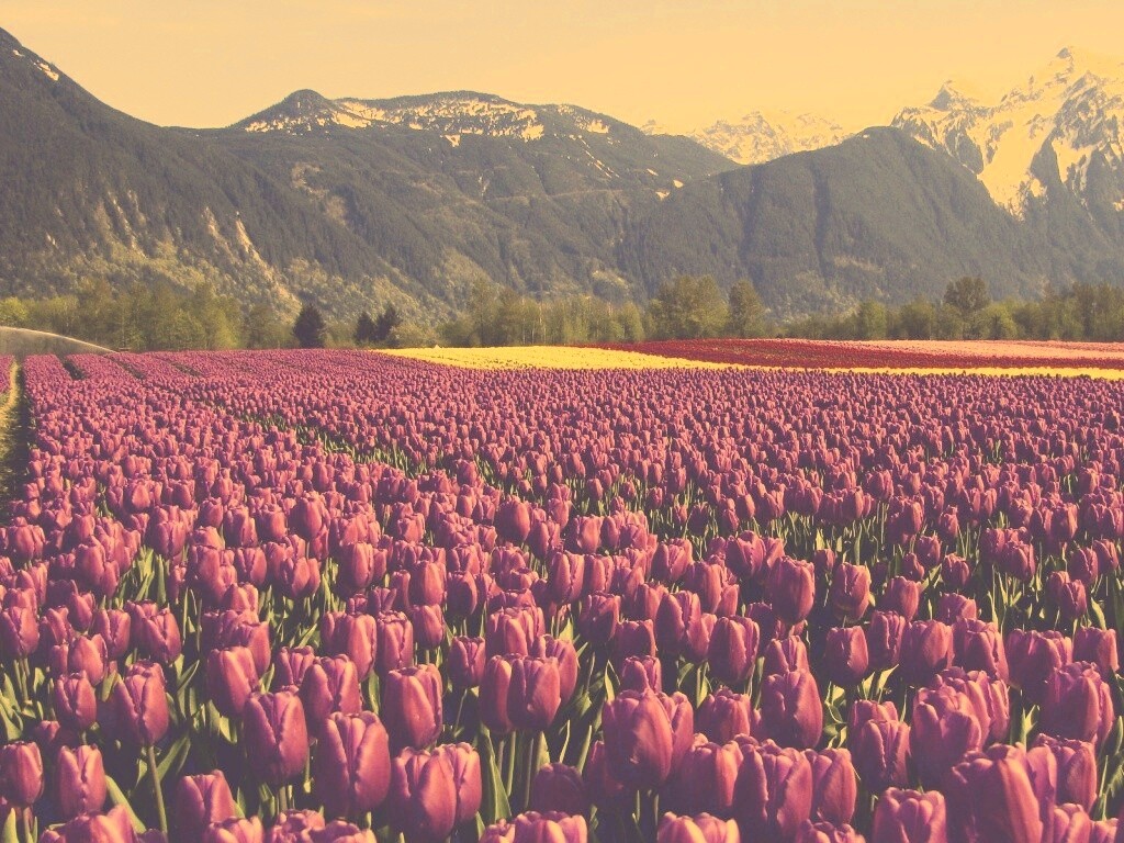 Поле тюльпанов обои