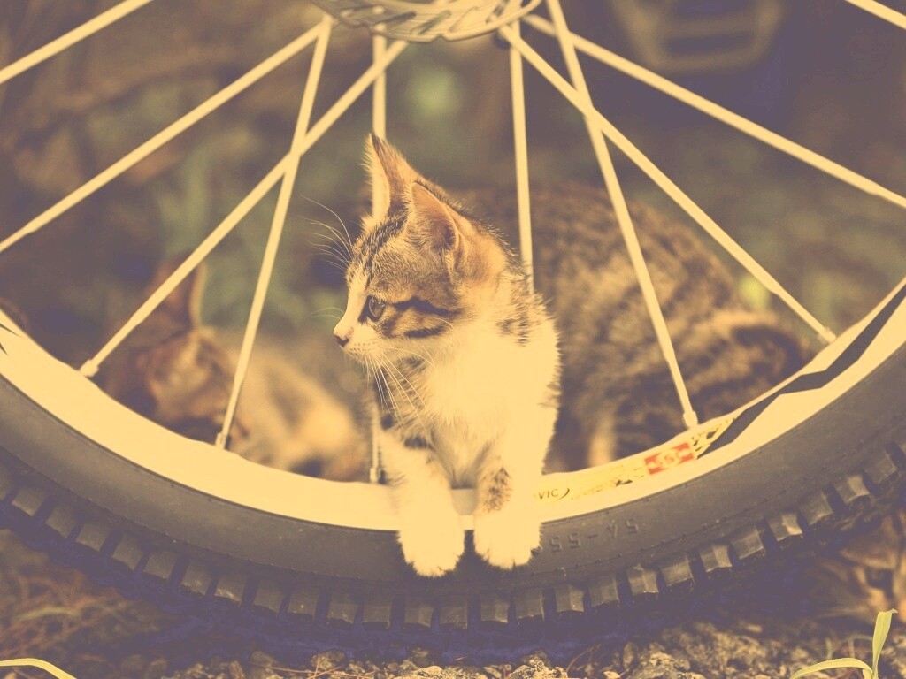 Маленький котенок обои