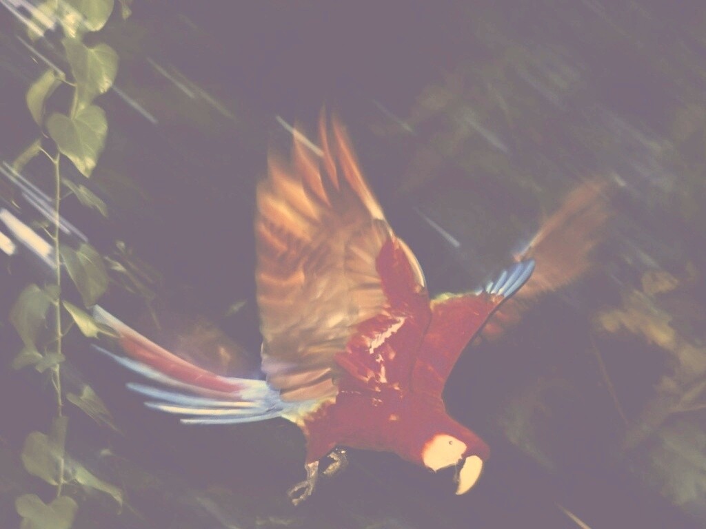 Рисованный ара обои